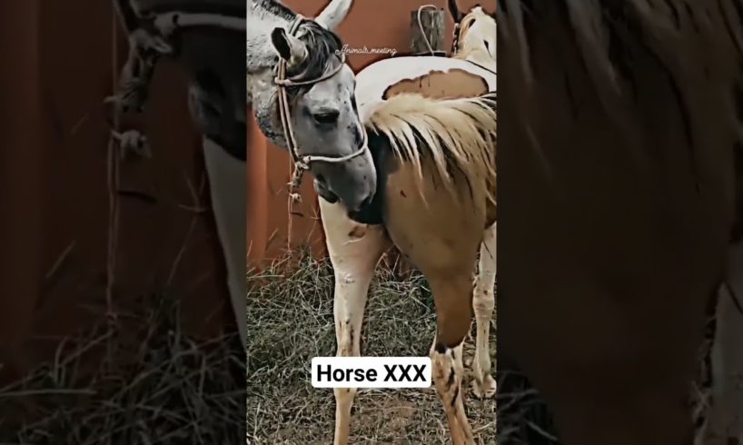 horse XXX "🐎🐎🐎 "  #animals #shortvideo #shorts #youtubeshorts