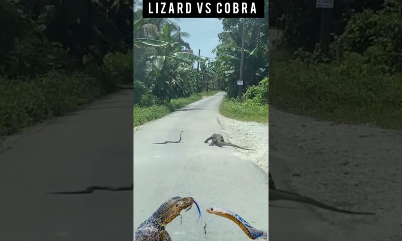 king cobra versus monitor lizard