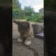 kitten good life lovely baby cat playing #funny #shorts #viral #animals #chat #chaton adorable 👍❤👍❤👍