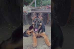 my breeding puppy #trending #viral #shortsvideo #dog #cute #puppies