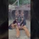 my breeding puppy #trending #viral #shortsvideo #dog #cute #puppies