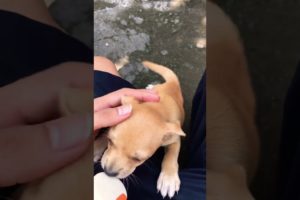 playing with cute puppies. #trend #cute #cutepuppy #dog #viral #anjing #fyp
