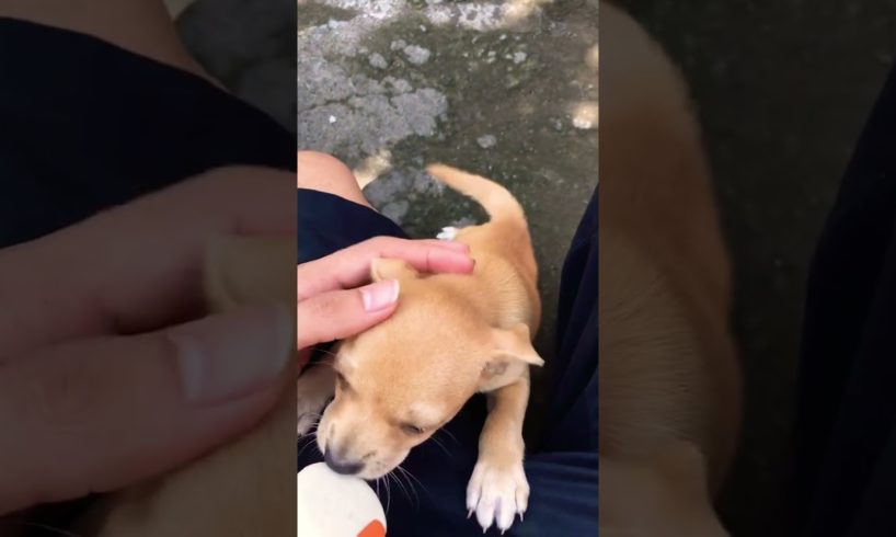 playing with cute puppies. #trend #cute #cutepuppy #dog #viral #anjing #fyp
