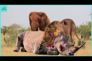 "30 Wild Kingdom Showdown: Rhino Challenges Lion in a Savage Fight" | Animal Fight Night