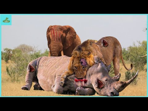 "30 Wild Kingdom Showdown: Rhino Challenges Lion in a Savage Fight" | Animal Fight Night