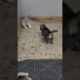 "Adorable Husky Puppies Playfully Wrestle! 🐾 Cute Puppy Playtime 🐶