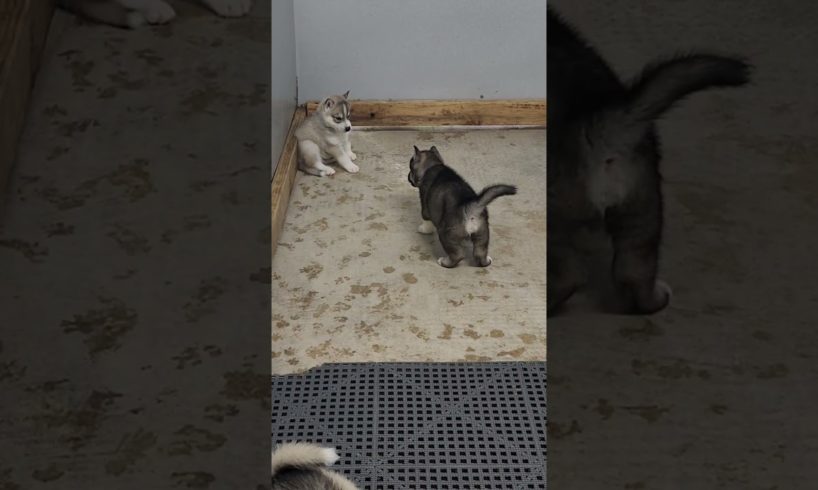 "Adorable Husky Puppies Playfully Wrestle! 🐾 Cute Puppy Playtime 🐶