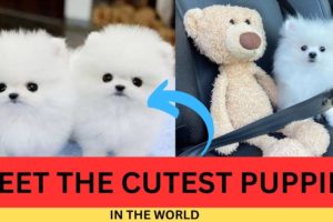 "Meet the Cutest Puppies on the Internet! - Worlds Cutest Puppies - Tea Cup Puppies