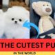 "Meet the Cutest Puppies on the Internet! - Worlds Cutest Puppies - Tea Cup Puppies