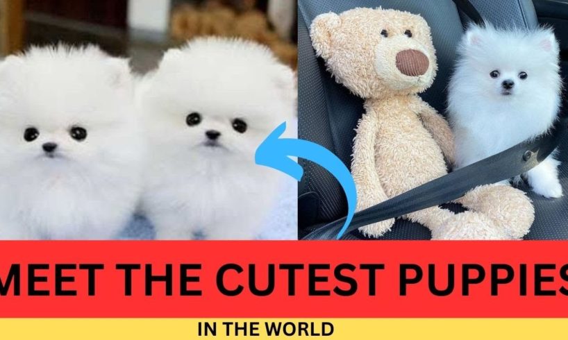 "Meet the Cutest Puppies on the Internet! - Worlds Cutest Puppies - Tea Cup Puppies