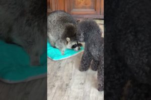 #shorts #funnyvideo #funnypets It is more interesting for dogs to play with a raccoon than with dogs