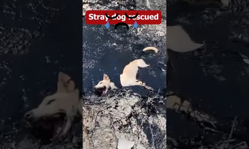 😭 street dog rescue | stray dog rescued #shorts #doghelp video #supporter all Dog ko 🙏