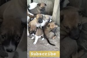 subscribe #cute puppies #germanshepherd #doggie