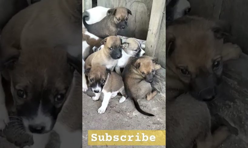 subscribe #cute puppies #germanshepherd #doggie