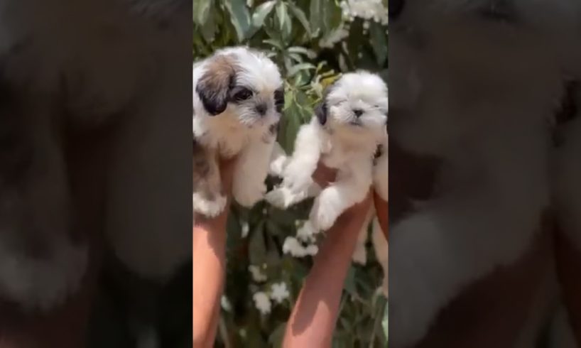 #viral #cutest #puppy #shortvideo #youtubeshorts