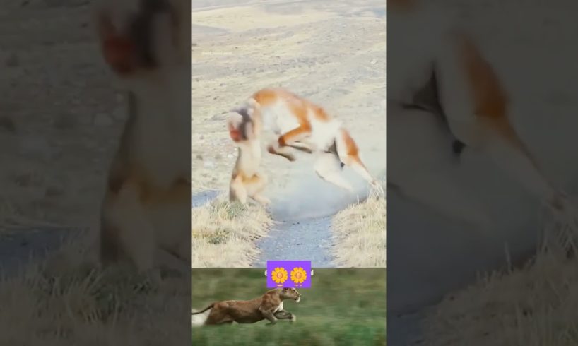 wild animal fighting video 🌿🌿🌿🌳🌿🌳🌿🌳🌳🐦🌿🌳🌿🌳🌳🌿🌳🌿🌳🌳🌿🌳🌳🌿🌳🌳🌿