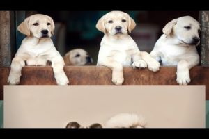 world's cutest puppies