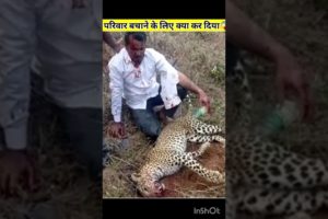 अपने परिवार बचाने के लिए तेंदुए से लग गया 😱 | leopard attack human 😱 | #ytshorts #shorts #animals