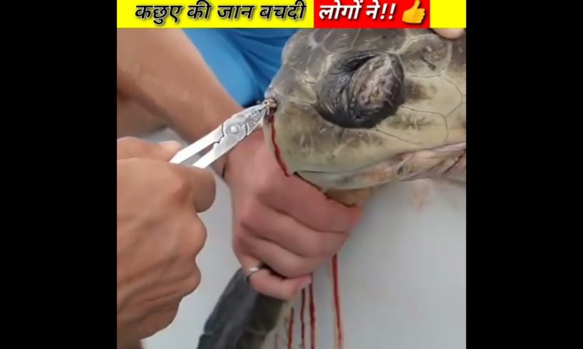 कछुए का जान बच गया!!😍turtle sea rescue ।#shorts #youtubeshorts #animals