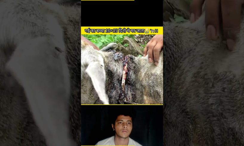 गई का बच्चा 10+15 दिनो मे मर जाता😭🐄।। #viral #short #BBLFACTS #vetsurgery #cow #rescue