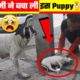 भले आदमी ने बचाई इस Puppy 🐕 की जान I Animals Rescue Team, amazing facts | helping facts | #shorts