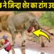 मगरमच्छ ने जिन्दा शेर का टांग उखाड़ दिया | Lion Vs Crocodile Fight | Crocodiles Attack