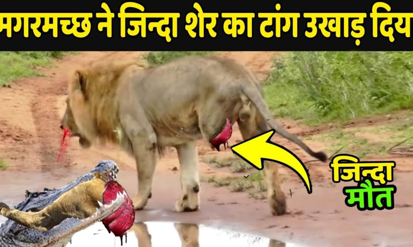 मगरमच्छ ने जिन्दा शेर का टांग उखाड़ दिया | Lion Vs Crocodile Fight | Crocodiles Attack