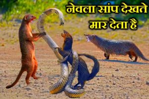 सांप और नेवले की दिल दहला देने वाली लड़ाई |  Snake vs Mongoose Fight | #wildlife #snakevsmongoose