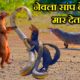 सांप और नेवले की दिल दहला देने वाली लड़ाई |  Snake vs Mongoose Fight | #wildlife #snakevsmongoose