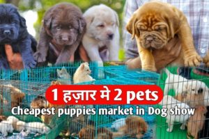 1 हजार मे 2 pets with phone number || All breeds Cheapest puppies and pets market