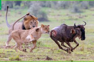 100 Incredible Moments The Wildebeest Escaped The Lion King's Hunt | Animal Fight