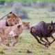 100 Incredible Moments The Wildebeest Escaped The Lion King's Hunt | Animal Fight