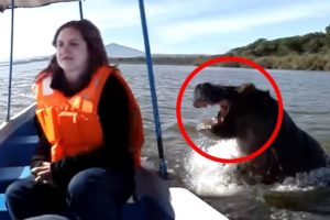 12 Animal Encounters That Went Horribly Wrong