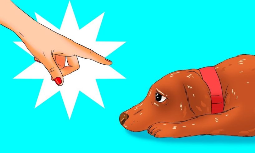 12 Harmful Things You Do to Your Dog Without Realizing It