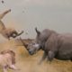 13 Scary Moments Wild Animals Attack their Prey