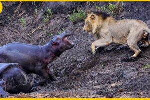 15 Crazy Animal Fights Caught On Camera