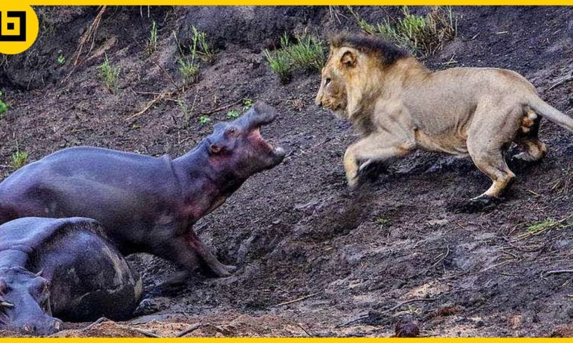 15 Crazy Animal Fights Caught On Camera