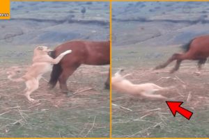 15 Deadly Horse Kicks Made The Dog Dizzy | Wild Animal