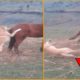 15 Deadly Horse Kicks Made The Dog Dizzy | Wild Animal