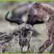 15 rare moments when hyenas hunt antelopes caught on camera | Animal Fight