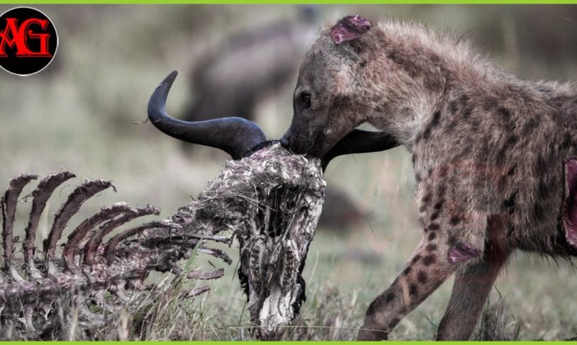 15 rare moments when hyenas hunt antelopes caught on camera | Animal Fight