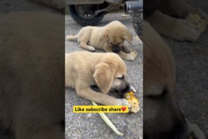 Cute puppies 🐶🥰