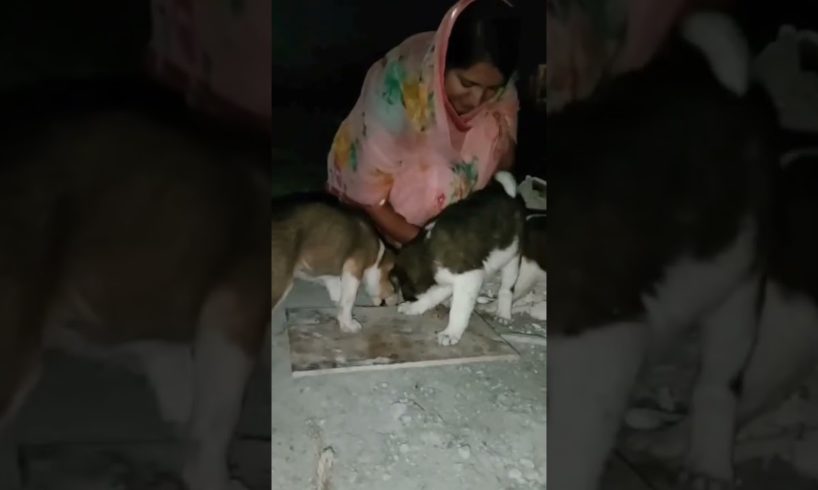 cute puppies💫💫💫