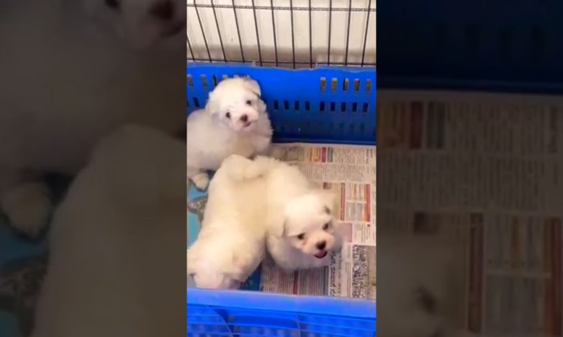 cute puppies 🥰