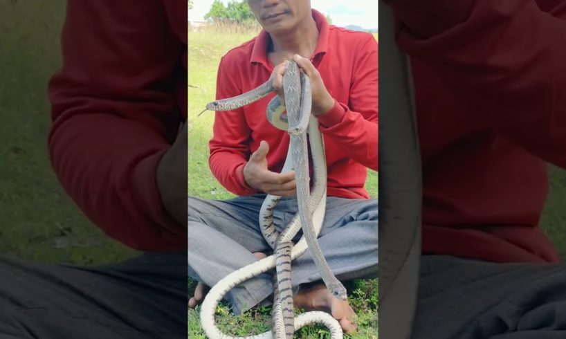 Playing Big Snake #snake #snake #snakevideo #animal #youtubeshorts #videoshort #viralshort #shorts