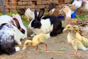 Cute Bunnies,Ducklings and Ducks,Funny And Adorable animals Playing,Cute-animals Videos