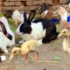 Cute Bunnies,Ducklings and Ducks,Funny And Adorable animals Playing,Cute-animals Videos