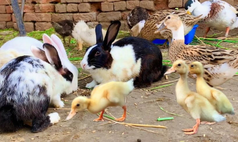 Cute Bunnies,Ducklings and Ducks,Funny And Adorable animals Playing,Cute-animals Videos