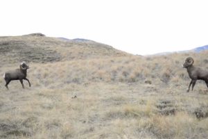 Bighorn Rams Head Butting