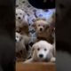 Cute Puppies